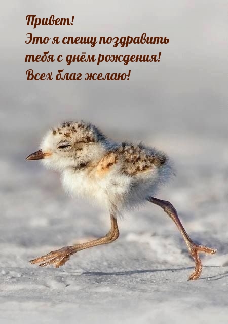 Привет! Это я спешу поздравить тебя с днём рождения!