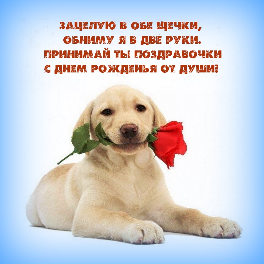 Зацелую в обе щечки, обниму я в две руки.