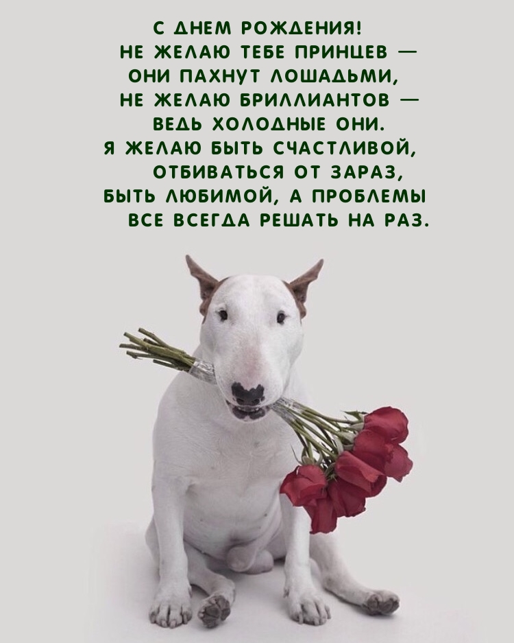 С Днем Рождения! Не желаю тебе принцев — они пахнут лошадьми