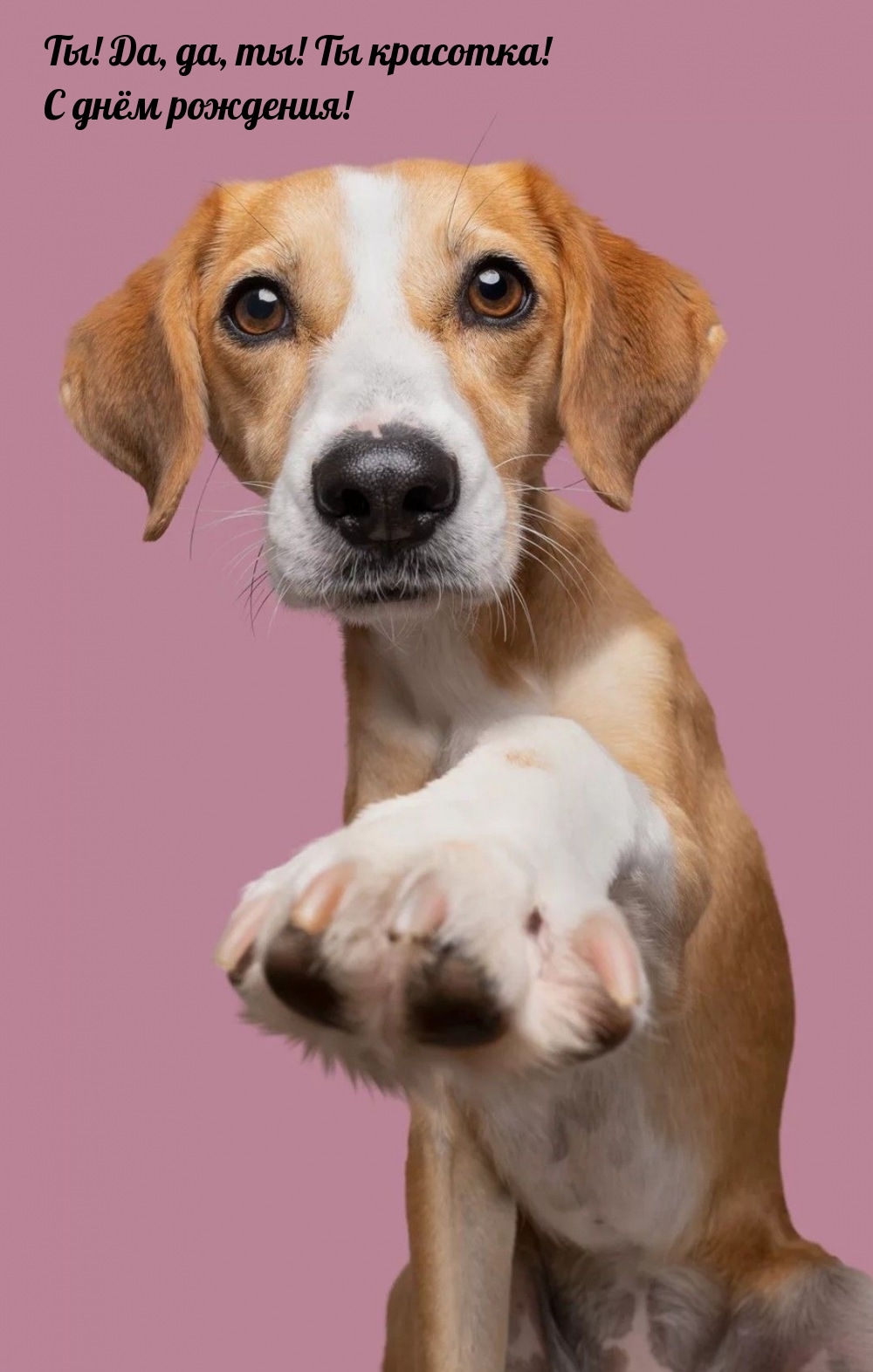 Ты! Да, да, ты! Ты красотка! С днём рождения!