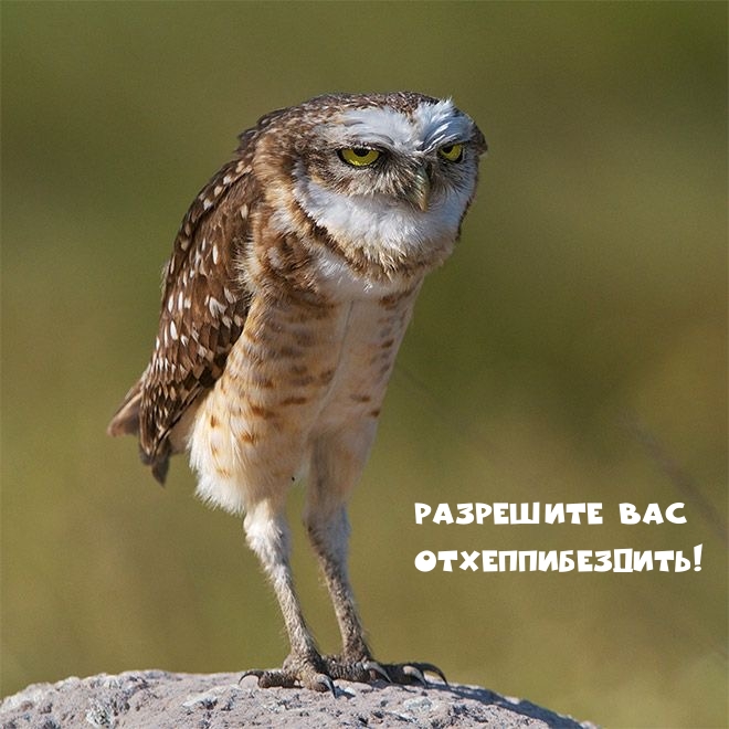 Разрешите вас отхеппибездить!