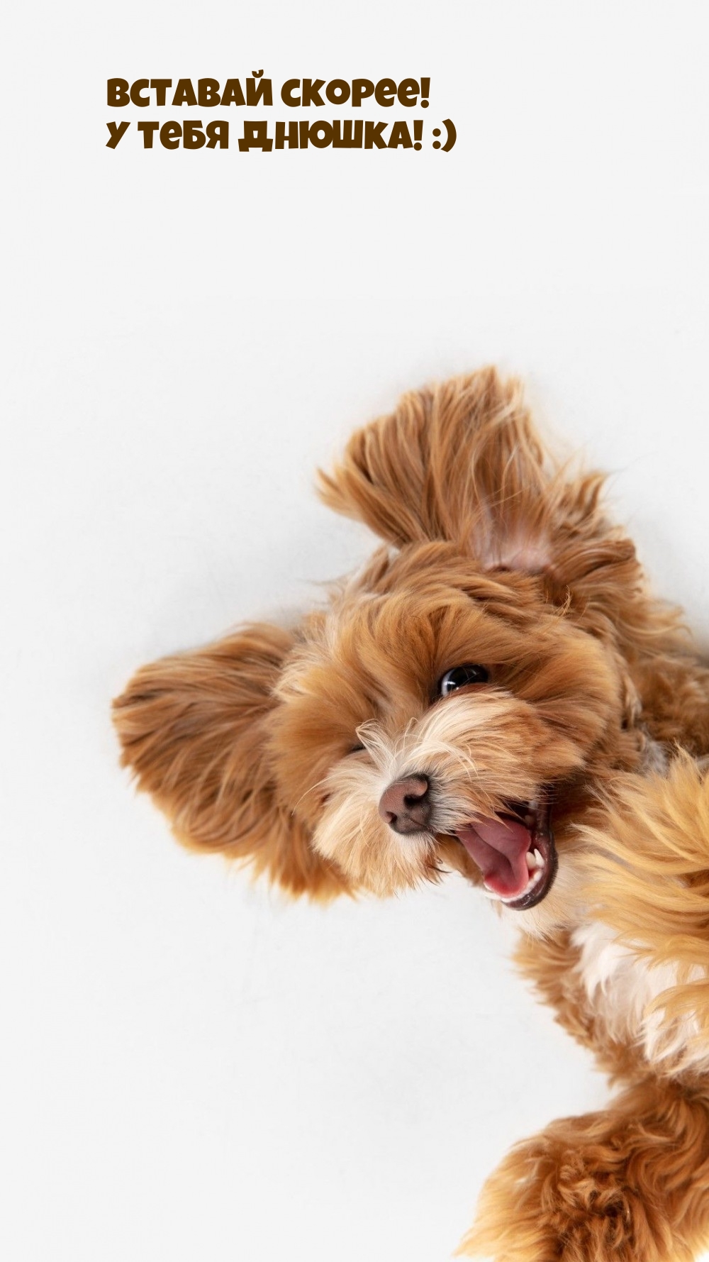 Вставай скорее! У тебя днюшка! :)