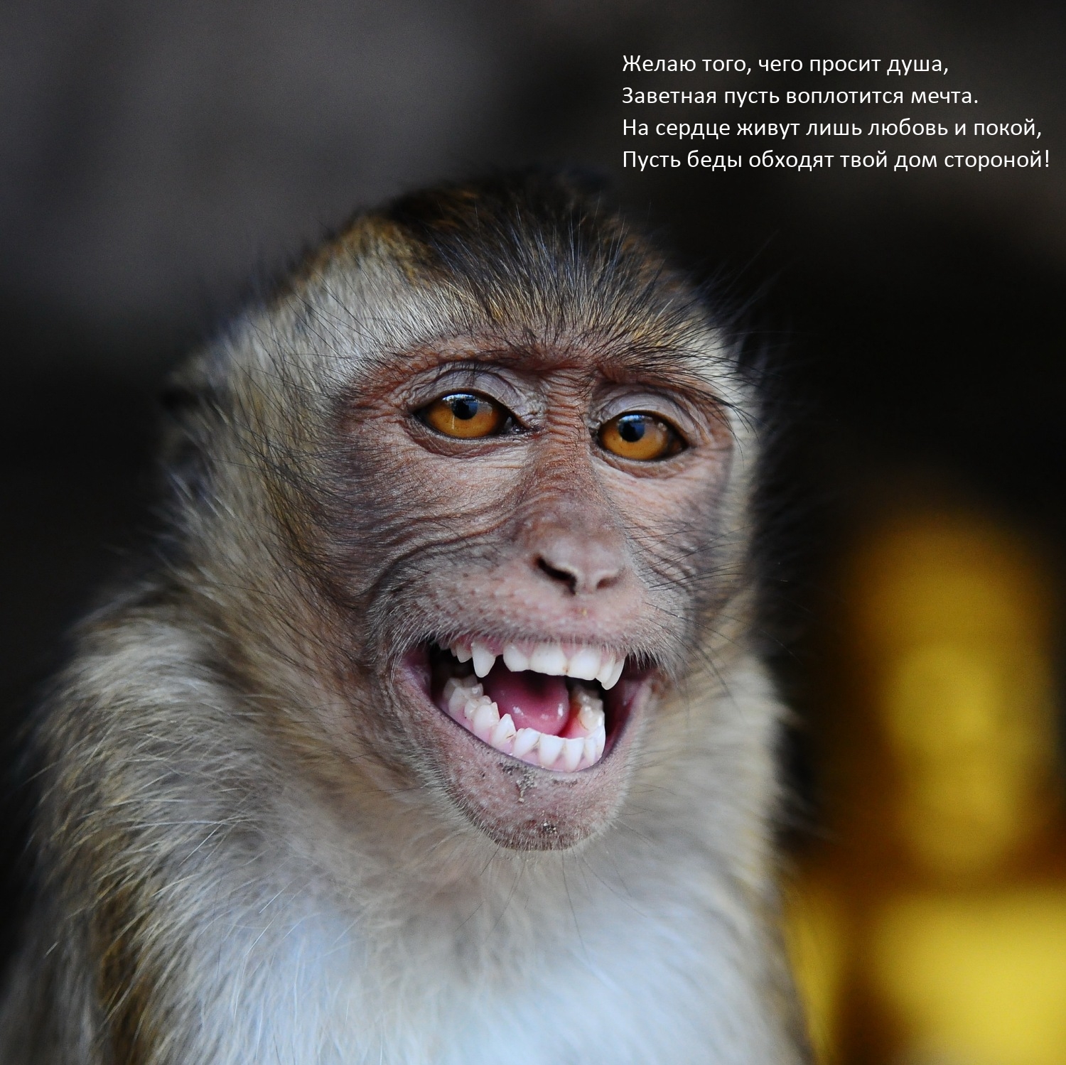Желаю того, чего просит душа, заветная пусть воплотится мечта.